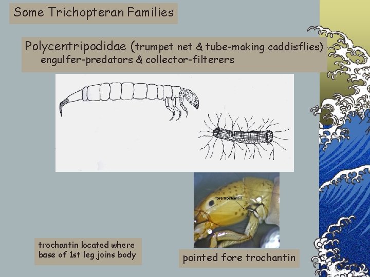 Some Trichopteran Families Polycentripodidae (trumpet net & tube-making caddisflies) engulfer-predators & collector-filterers trochantin located