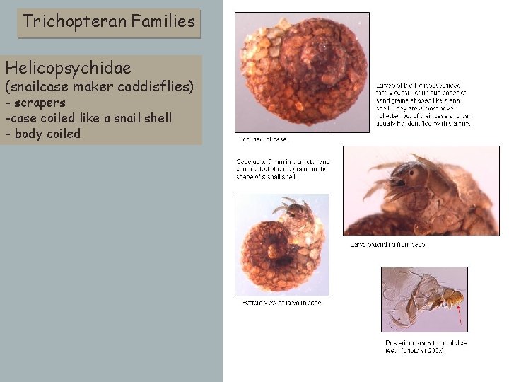 Trichopteran Families Helicopsychidae (snailcase maker caddisflies) - scrapers -case coiled like a snail shell