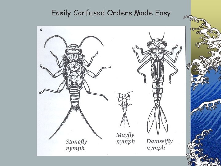 Easily Confused Orders Made Easy 