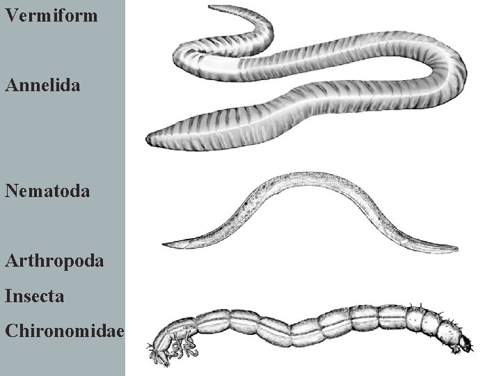 Vermiform Annelida Nematoda Arthropoda Insecta Chironomidae 