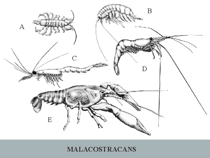 B A C D E MALACOSTRACANS 