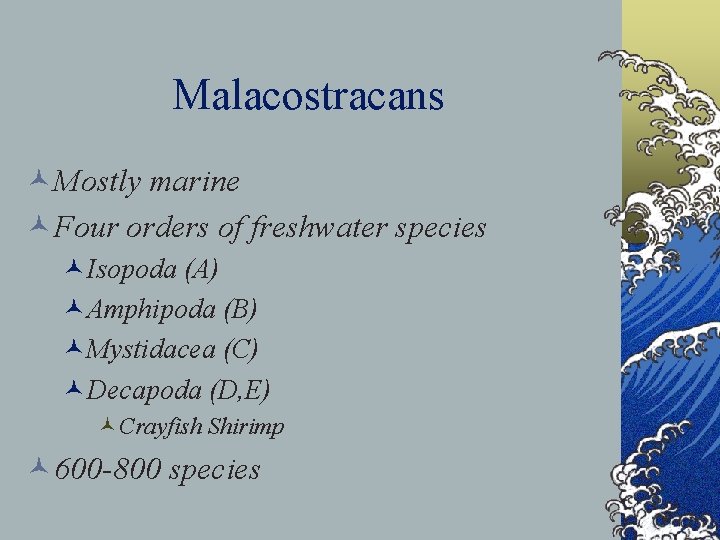 Malacostracans ©Mostly marine ©Four orders of freshwater species ©Isopoda (A) ©Amphipoda (B) ©Mystidacea (C)