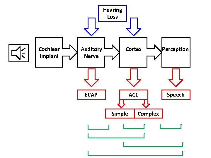 Hearing Loss Cochlear Implant Auditory Nerve Cortex Perception ECAP ACC Speech Simple Complex 