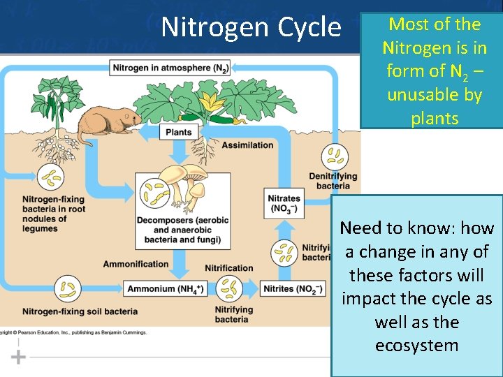 Nitrogen Cycle Most of the Nitrogen is in form of N 2 – unusable