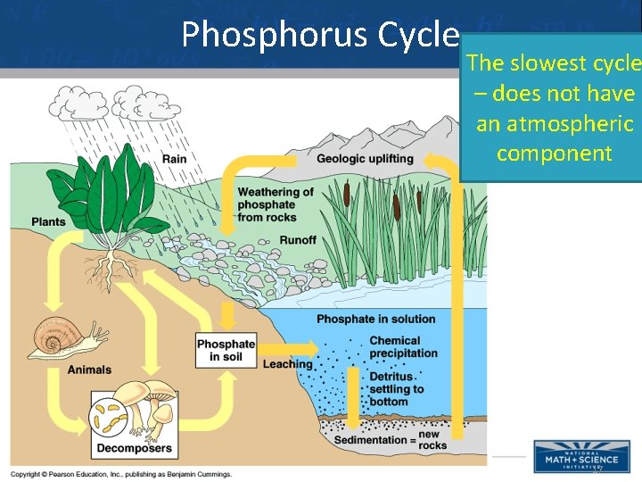 Phosphorus Cycle The slowest cycle – does not have an atmospheric component 17 