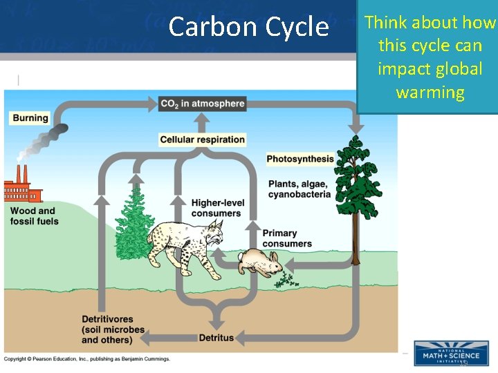 Carbon Cycle Think about how this cycle can impact global warming 19 