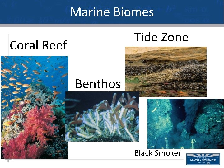 Marine Biomes Tide Zone Coral Reef Benthos Black Smoker 31 