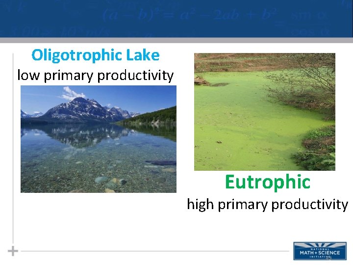 Oligotrophic Lake low primary productivity Eutrophic high primary productivity 43 