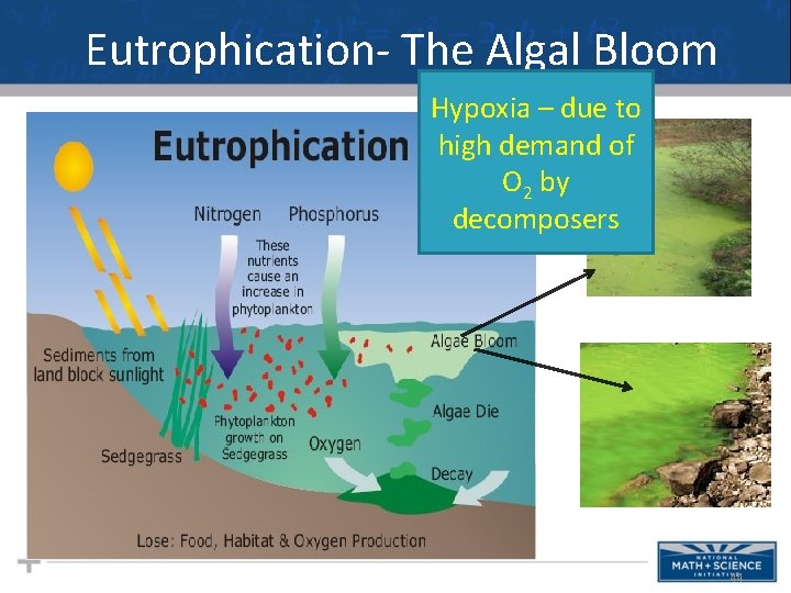 Eutrophication- The Algal Bloom Hypoxia – due to high demand of O 2 by