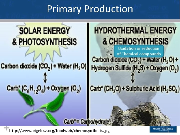 Primary Production Oxidation or reduction of Chemical compounds http: //www. bigelow. org/foodweb/chemosynthesis. jpg 4