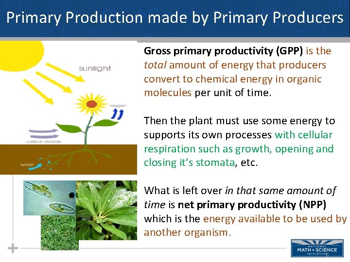 Primary Production made by Primary Producers Gross primary productivity (GPP) is the total amount