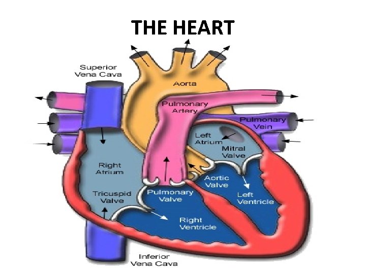 THE HEART 