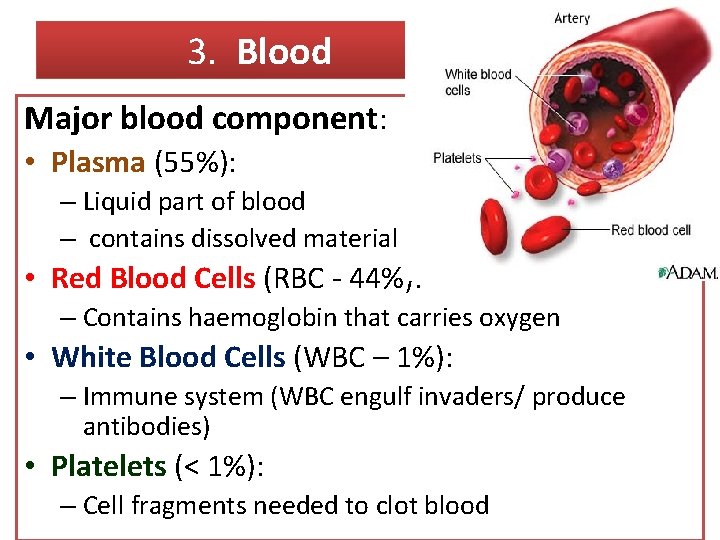 3. Blood Major blood component: • Plasma (55%): – Liquid part of blood –