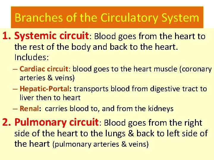 Branches of the Circulatory System 1. Systemic circuit: Blood goes from the heart to