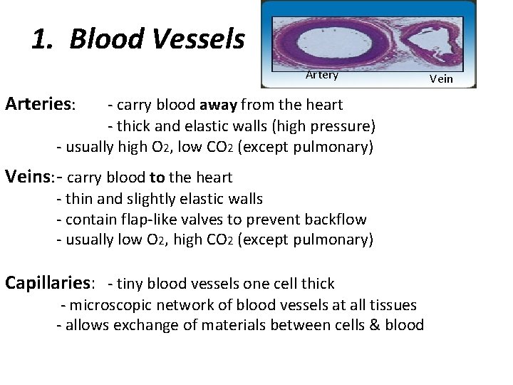 1. Blood Vessels Artery Arteries: - carry blood away from the heart - thick