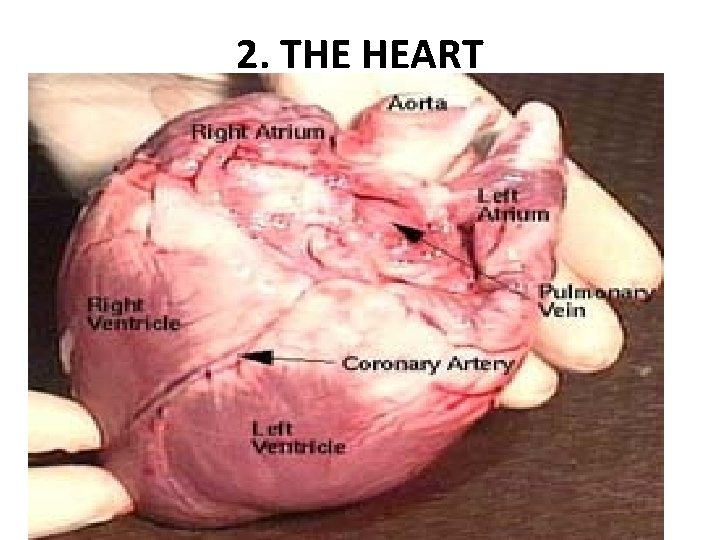 2. THE HEART 