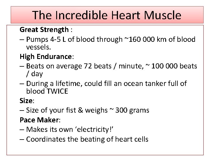 The Incredible Heart Muscle Great Strength : – Pumps 4 -5 L of blood