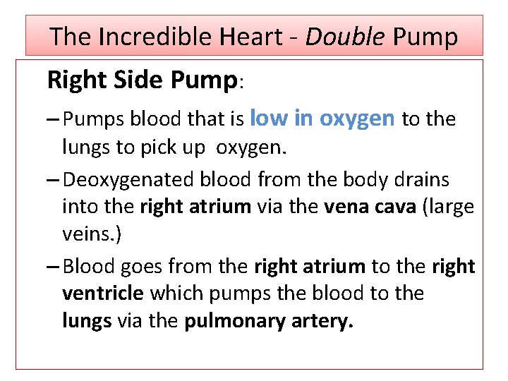 The Incredible Heart - Double Pump Right Side Pump: – Pumps blood that is