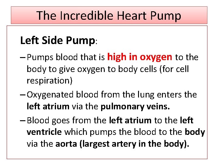 The Incredible Heart Pump Left Side Pump: – Pumps blood that is high in