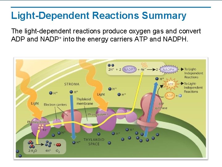 Light-Dependent Reactions Summary The light-dependent reactions produce oxygen gas and convert ADP and NADP+