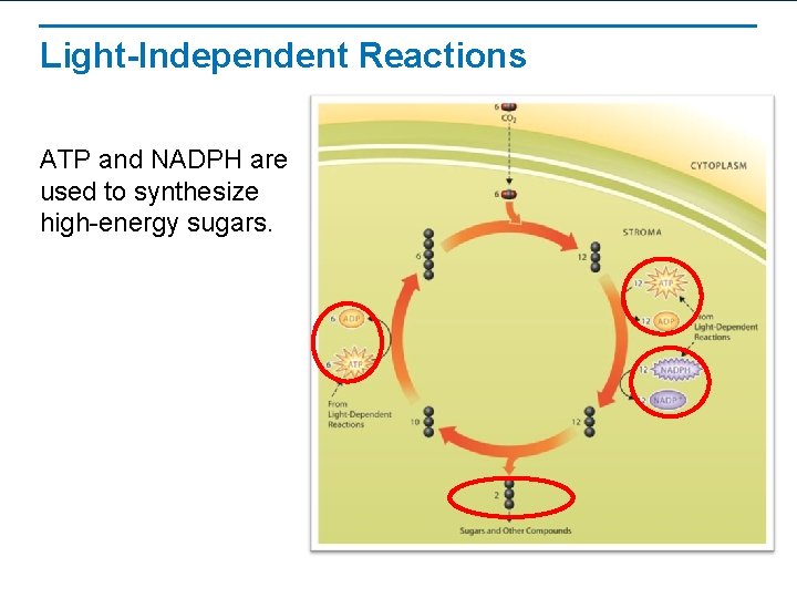 Light-Independent Reactions ATP and NADPH are used to synthesize high-energy sugars. 
