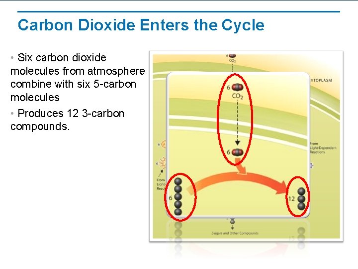 Carbon Dioxide Enters the Cycle • Six carbon dioxide molecules from atmosphere combine with