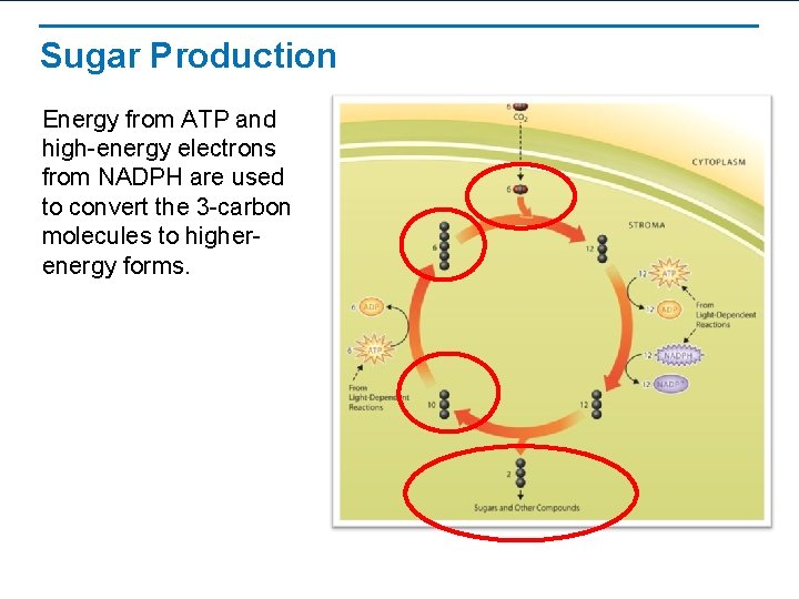 Sugar Production Energy from ATP and high-energy electrons from NADPH are used to convert