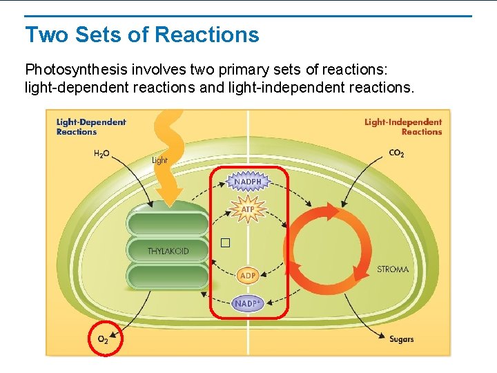 Two Sets of Reactions Photosynthesis involves two primary sets of reactions: light-dependent reactions and