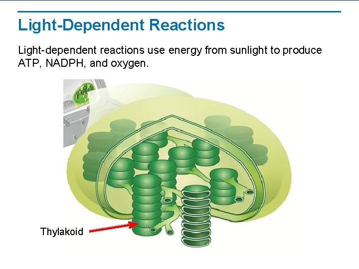 Light-Dependent Reactions Light-dependent reactions use energy from sunlight to produce ATP, NADPH, and oxygen.