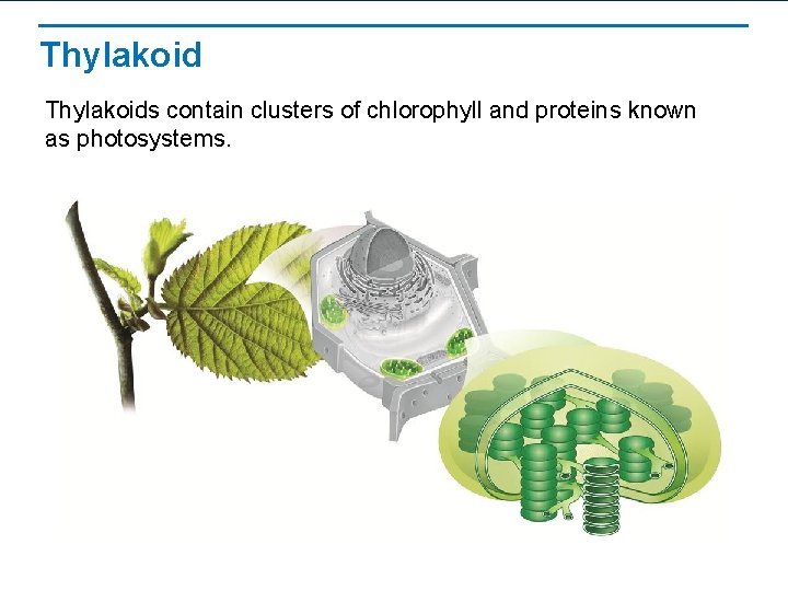 Thylakoids contain clusters of chlorophyll and proteins known as photosystems. 