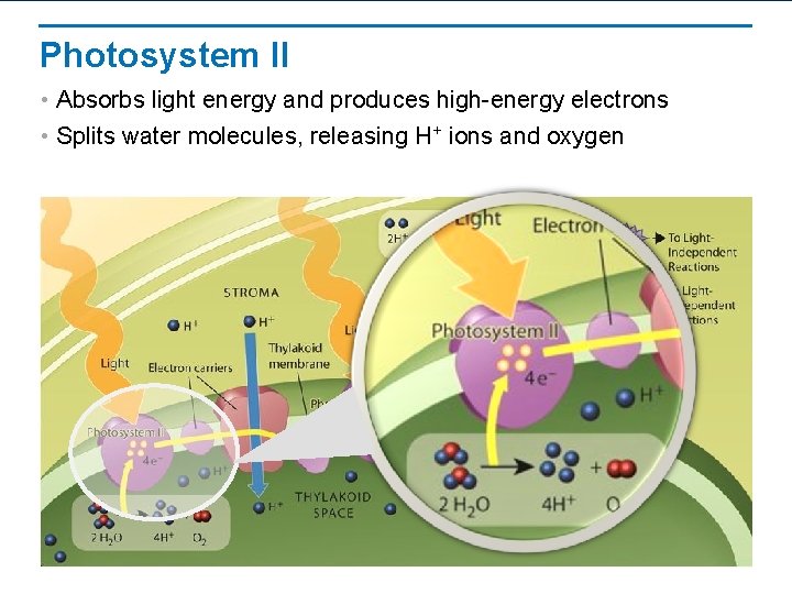 Photosystem II • Absorbs light energy and produces high-energy electrons • Splits water molecules,