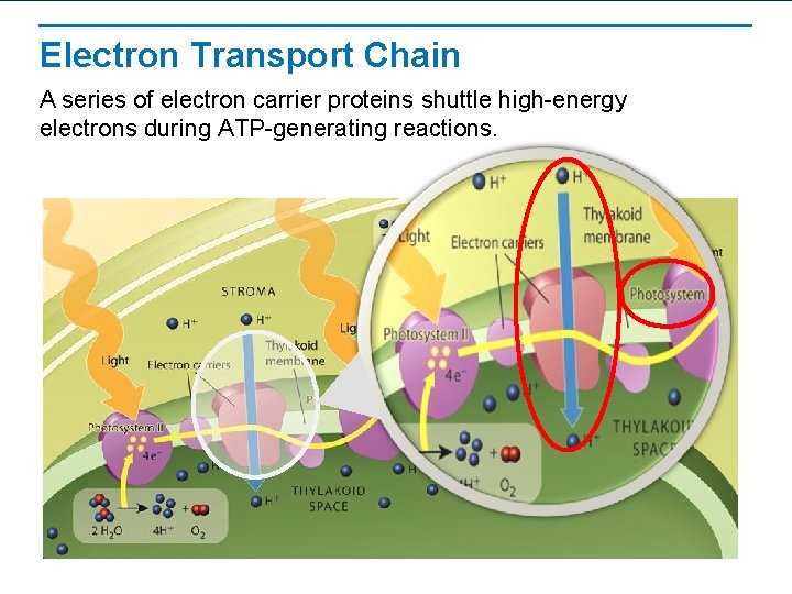 Electron Transport Chain A series of electron carrier proteins shuttle high-energy electrons during ATP-generating
