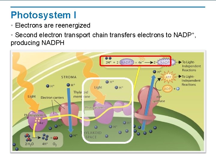 Photosystem I • Electrons are reenergized • Second electron transport chain transfers electrons to