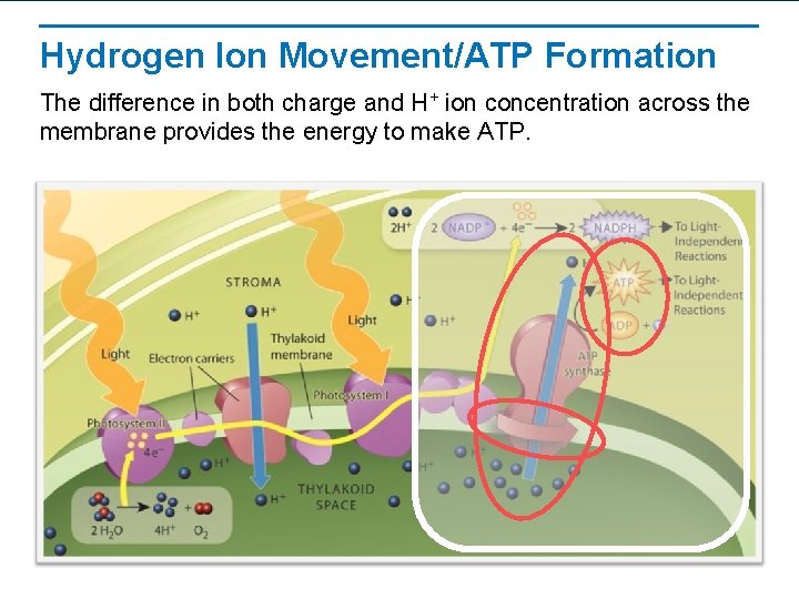Hydrogen Ion Movement/ATP Formation The difference in both charge and H+ ion concentration across