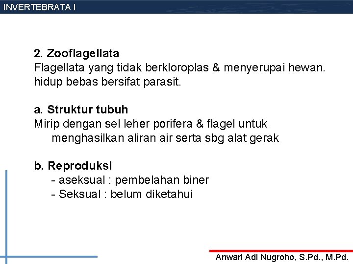INVERTEBRATA I 2. Zooflagellata Flagellata yang tidak berkloroplas & menyerupai hewan. hidup bebas bersifat