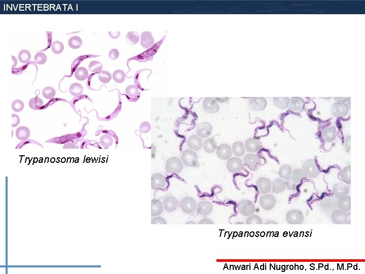 INVERTEBRATA I Trypanosoma lewisi Trypanosoma evansi Anwari Adi Nugroho, S. Pd. , M. Pd.