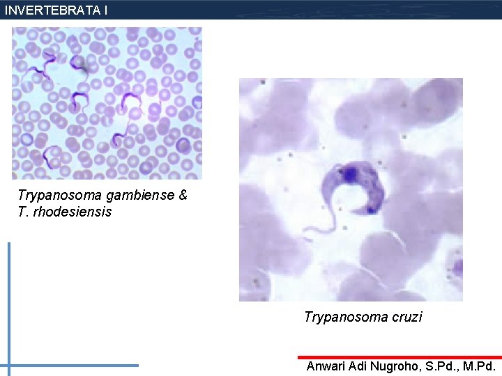 INVERTEBRATA I Trypanosoma gambiense & T. rhodesiensis Trypanosoma cruzi Anwari Adi Nugroho, S. Pd.