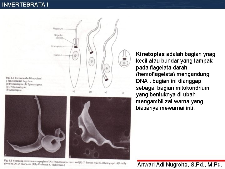 INVERTEBRATA I Kinetoplas adalah bagian ynag kecil atau bundar yang tampak pada flagelata darah
