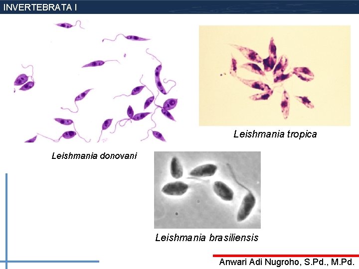 INVERTEBRATA I Leishmania tropica Leishmania donovani Leishmania brasiliensis Anwari Adi Nugroho, S. Pd. ,