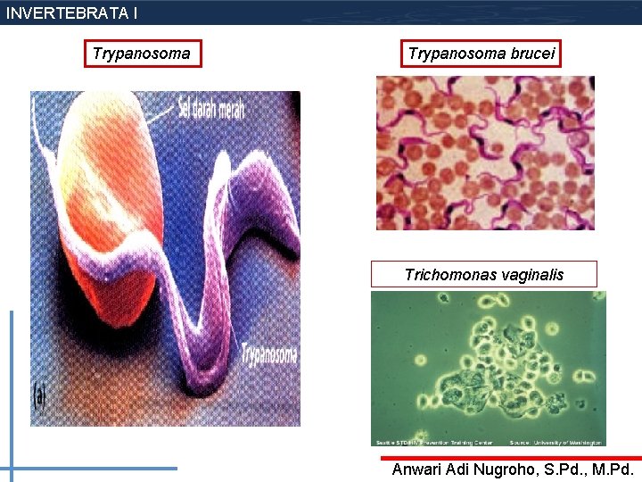 INVERTEBRATA I Trypanosoma brucei Trichomonas vaginalis Anwari Adi Nugroho, S. Pd. , M. Pd.