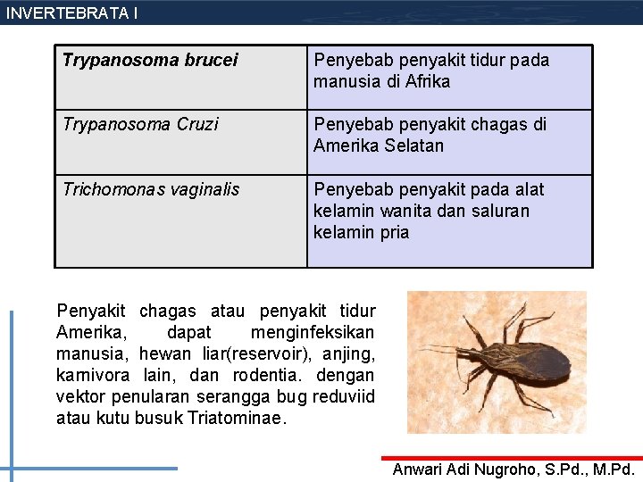 INVERTEBRATA I Trypanosoma brucei Penyebab penyakit tidur pada manusia di Afrika Trypanosoma Cruzi Penyebab