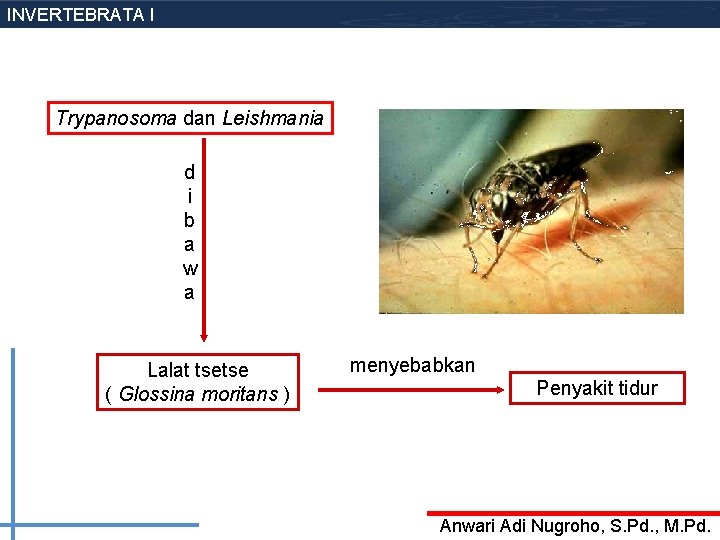 INVERTEBRATA I Trypanosoma dan Leishmania d i b a w a Lalat tsetse (