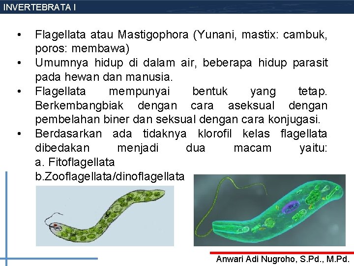 INVERTEBRATA I • • Flagellata atau Mastigophora (Yunani, mastix: cambuk, poros: membawa) Umumnya hidup