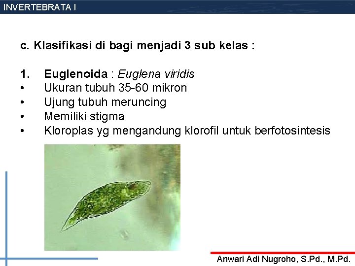 INVERTEBRATA I c. Klasifikasi di bagi menjadi 3 sub kelas : 1. • •