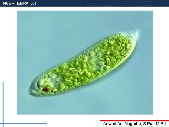 INVERTEBRATA I Anwari Adi Nugroho, S. Pd. , M. Pd. 