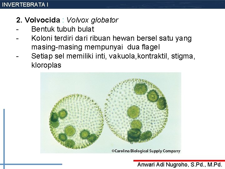 INVERTEBRATA I 2. Volvocida : Volvox globator Bentuk tubuh bulat Koloni terdiri dari ribuan