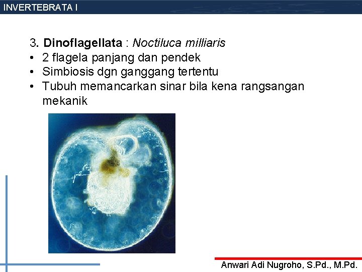 INVERTEBRATA I 3. Dinoflagellata : Noctiluca milliaris • 2 flagela panjang dan pendek •