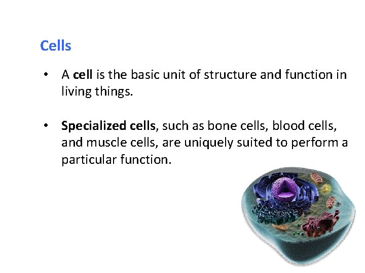 Organization of the Human Body Organization of the