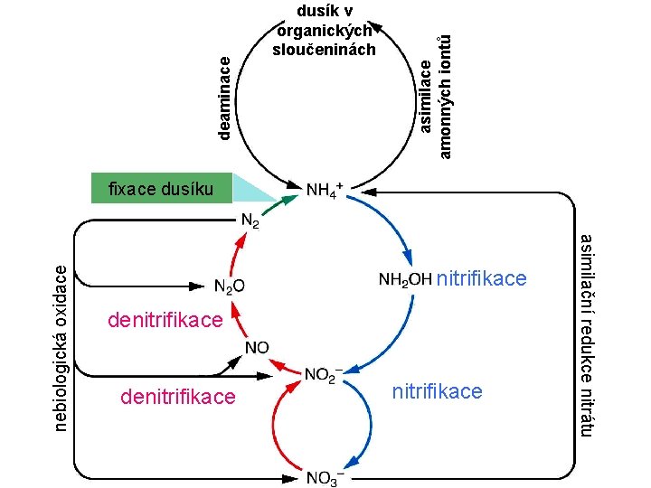 asimilace amonných iontů deaminace dusík v organických sloučeninách nitrifikace denitrifikace asimilační redukce nitrátu nebiologická