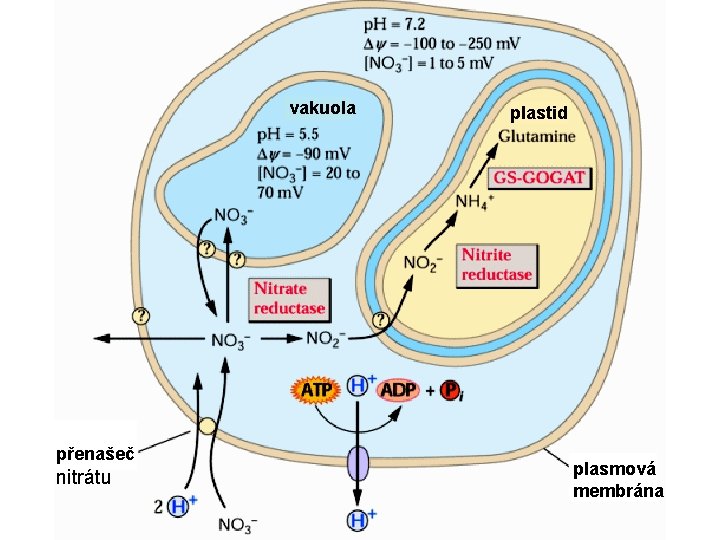 vakuola přenašeč nitrátu plastid plasmová membrána 